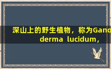 深山上的野生植物，称为Ganoderma  lucidum，非常珍贵，每猫以300元的价格出售